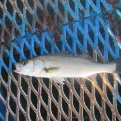 オリジナルメーカー海づり公園(市原市海づり施設) 釣果