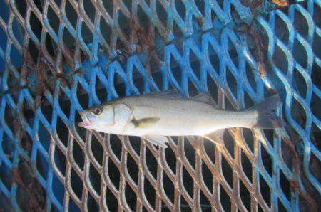 オリジナルメーカー海づり公園(市原市海づり施設) 釣果