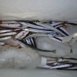 オリジナルメーカー海づり公園(市原市海づり施設) 釣果