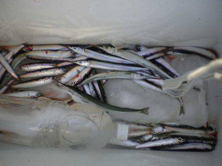 オリジナルメーカー海づり公園(市原市海づり…