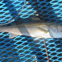 オリジナルメーカー海づり公園(市原市海づり施設) 釣果