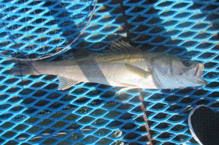 オリジナルメーカー海づり公園(市原市海づり施設) 釣果