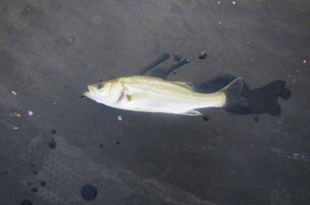 オリジナルメーカー海づり公園(市原市海づり施設) 釣果