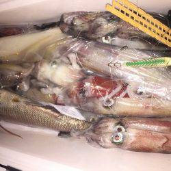 幸風（さちかぜ） 釣果