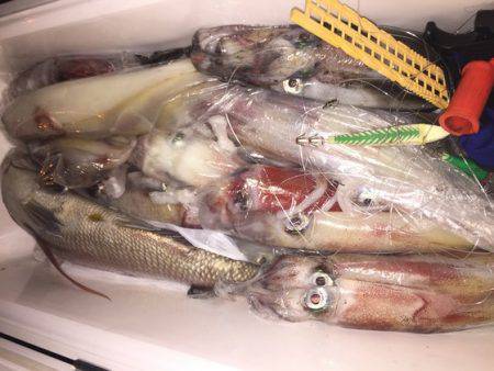 幸風（さちかぜ） 釣果