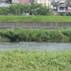 狩野川(狩野川漁業協同組合) 釣果