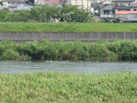 狩野川（狩野川漁業協同組合） 釣果