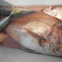 こうゆう丸 釣果