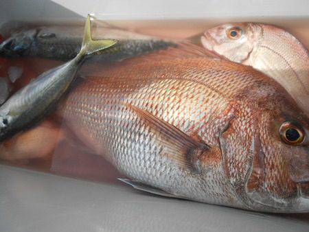 こうゆう丸 釣果