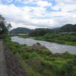 狩野川(狩野川漁業協同組合) 釣果