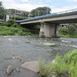 狩野川(狩野川漁業協同組合) 釣果