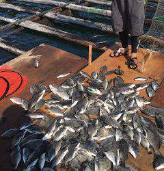 バラモン1号 釣果