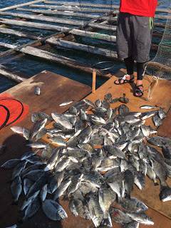 バラモン1号 釣果