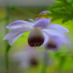 小菅トラウトガーデン 釣果