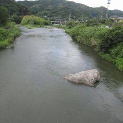 狩野川(狩野川漁業協同組合) 釣果