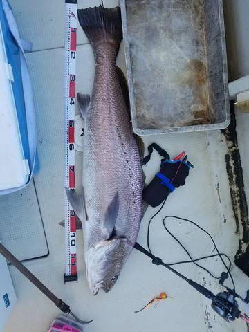 遊漁船　ニライカナイ 釣果