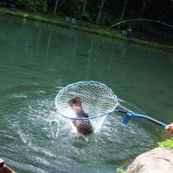 小菅トラウトガーデン 釣果