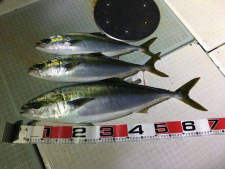 ふじしめ丸 釣果