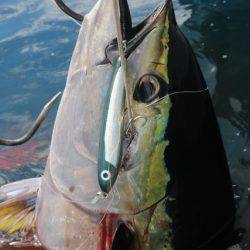 へいみつ丸 釣果