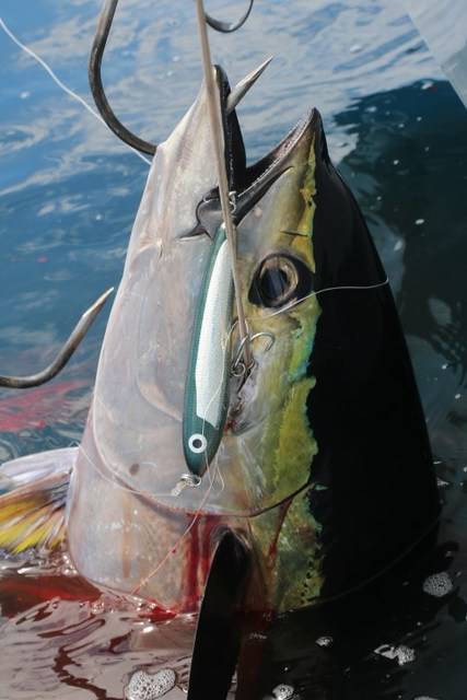 へいみつ丸 釣果