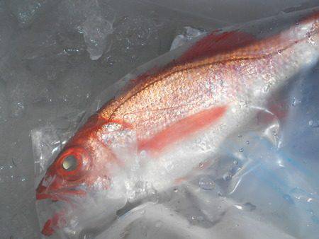 こうゆう丸 釣果