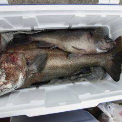 大進丸(新潟) 釣果