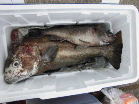 大進丸（新潟） 釣果