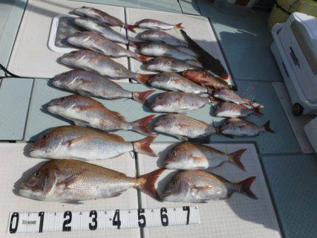 遊漁船 幸友丸 釣果