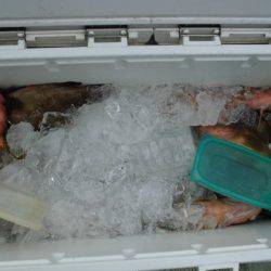 大進丸(新潟) 釣果