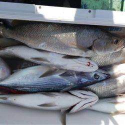 遊漁船 新鋭丸 釣果