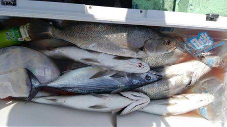 遊漁船 新鋭丸 釣果