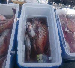 IDATEN（イダテン） 釣果