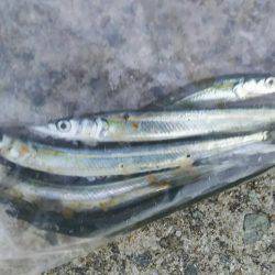 久々に竿を！帰省帰りに