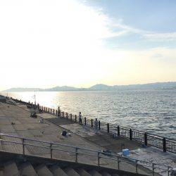 ノータチウオ。