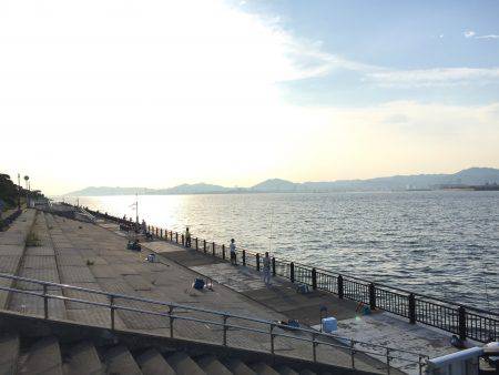 ノータチウオ。