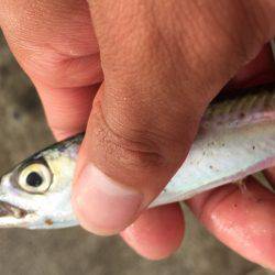 晩夏の五目釣り