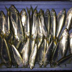 サッパ カタクチイワシ