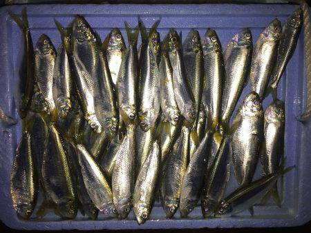 サッパ カタクチイワシ