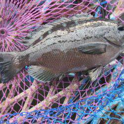 オリジナルメーカー海づり公園(市原市海づり施設) 釣果