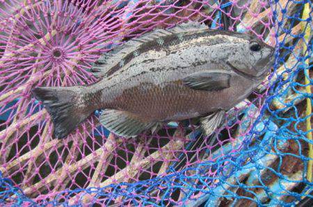 オリジナルメーカー海づり公園(市原市海づり施設) 釣果