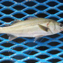 オリジナルメーカー海づり公園(市原市海づり施設) 釣果