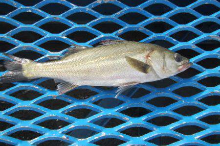 オリジナルメーカー海づり公園(市原市海づり施設) 釣果