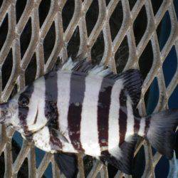 オリジナルメーカー海づり公園(市原市海づり施設) 釣果