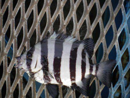 オリジナルメーカー海づり公園(市原市海づり施設) 釣果