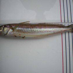 オリジナルメーカー海づり公園(市原市海づり施設) 釣果