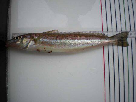 オリジナルメーカー海づり公園(市原市海づり施設) 釣果