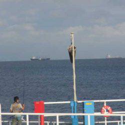 オリジナルメーカー海づり公園(市原市海づり施設) 釣果