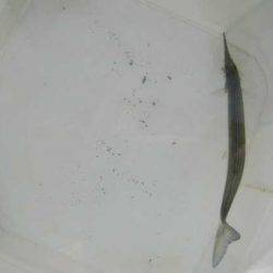 オリジナルメーカー海づり公園(市原市海づり施設) 釣果