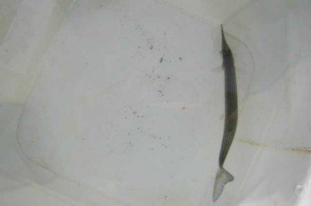 オリジナルメーカー海づり公園(市原市海づり…