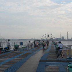 オリジナルメーカー海づり公園(市原市海づり施設) 釣果